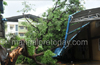 Heavy rains uproot 2 trees near Urva, Lalbagh